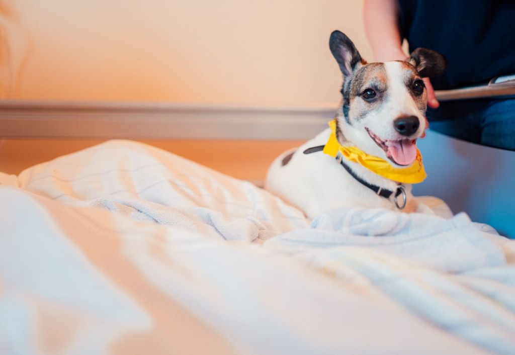 Mit Hund auf die Palliativstation